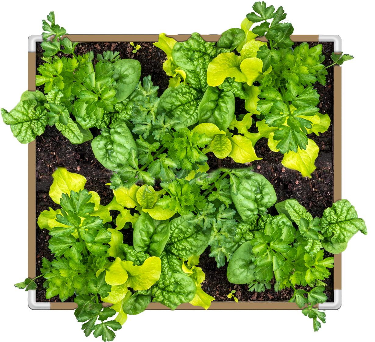 Grassroots Living Soil Raised Beds