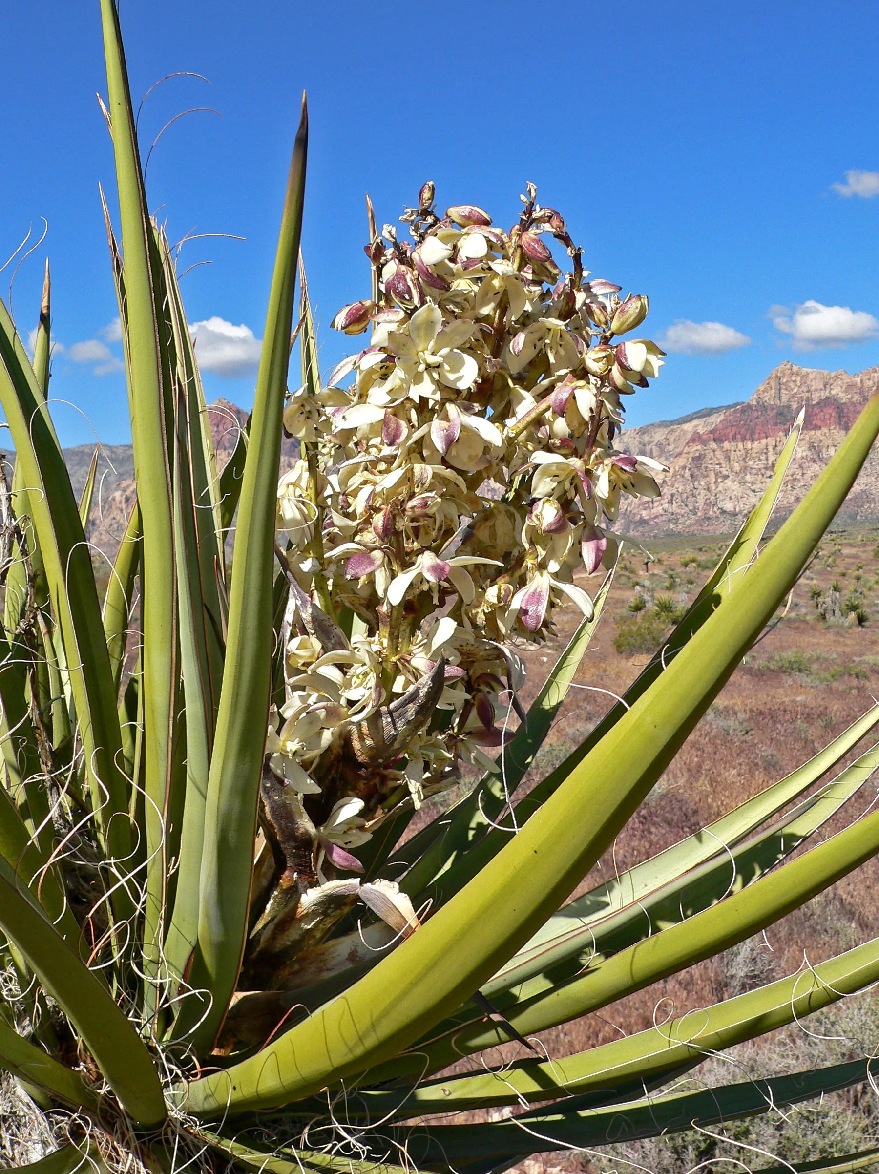 Yucca Rrot Harnessing the Power of Yucca Root: Transforming Organic Gardening ...